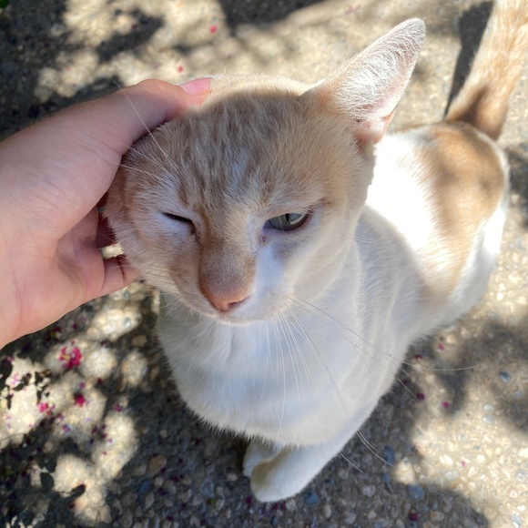 Meet your Posher, Emilia - Picture 1 of 1